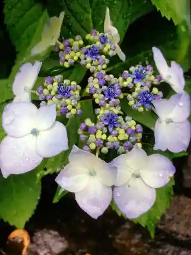 鳩森八幡神社の自然