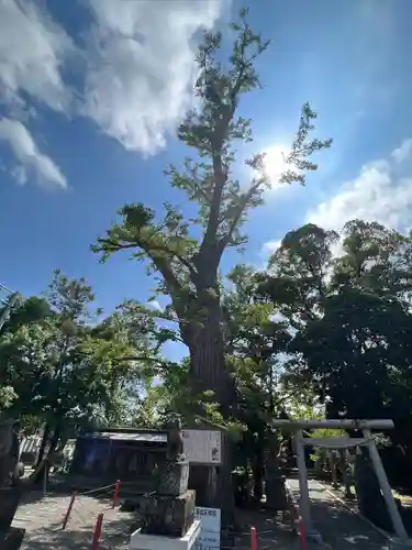 大宮神社(千葉県)