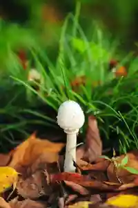 浄土寺(兵庫県)(2025年09月16日(火) 20時01分47秒投稿)