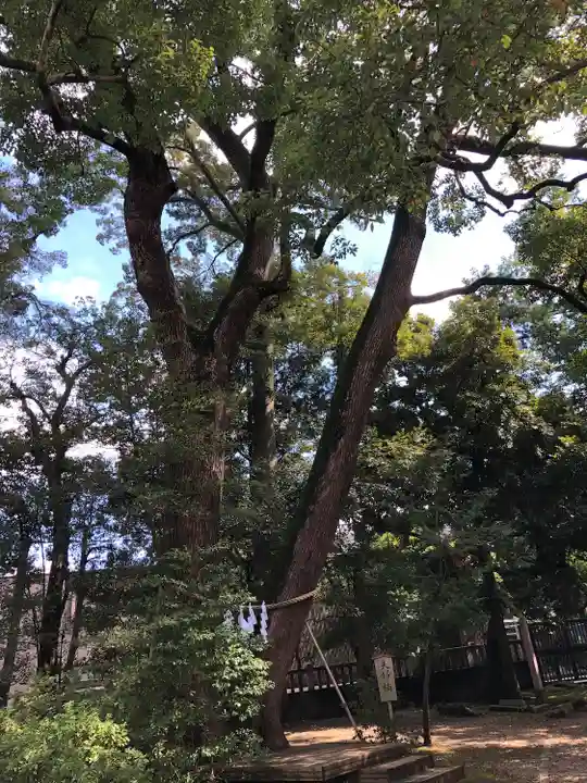 武蔵一宮氷川神社の自然
