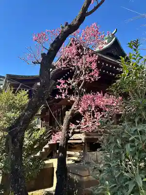 桜神宮(東京都)