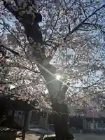 大年神社(兵庫県)
