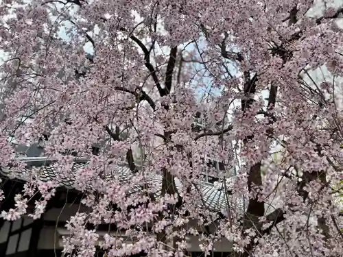 頂法寺（六角堂）(京都府)