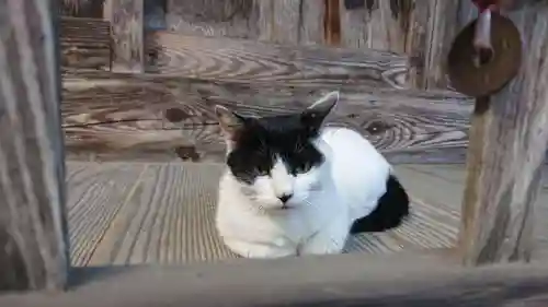 修那羅山安宮神社の動物