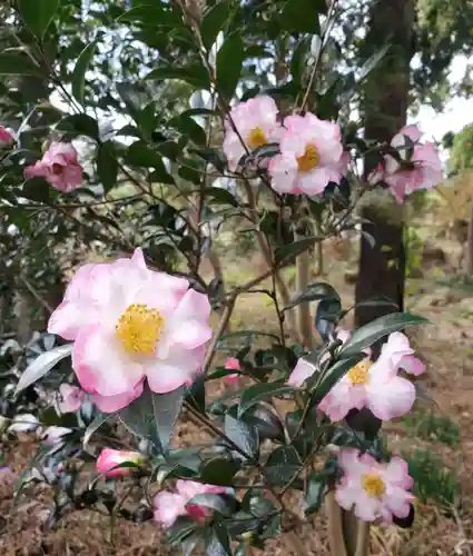 沙沙貴神社の自然