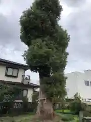 鴨島八幡神社の自然