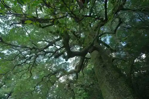 熊野速玉大社の自然