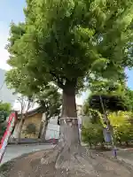 東京羽田 穴守稲荷神社の{uncategorized: "未分類", other: "その他", undefined: "問題あり", building: "その他建物", grave: "お墓", sacred_gate: "鳥居", guardian: "狛犬", statue: "像", buddha: "仏像", history: "歴史", nature: "自然", garden: "庭園", animal: "動物", pagoda: "塔", temizu: "手水舎", mountain_gate: "山門・神門", sanctuary: "本殿・本堂", subordinate: "末社・摂社", art: "芸術", scenery: "景色", jizo: "地蔵", ema: "絵馬", goshuin: "御朱印", omikuji: "おみくじ", items: "授与品その他", amulet: "お守り", goshuincho: "御朱印帳", eats: "食事", festival: "お祭り", votive_dance: "神楽", shichigosan: "七五三参", wedding: "結婚式", experience: "体験その他", initially: "初詣", around: "周辺", anti_infection: "感染症対策"}