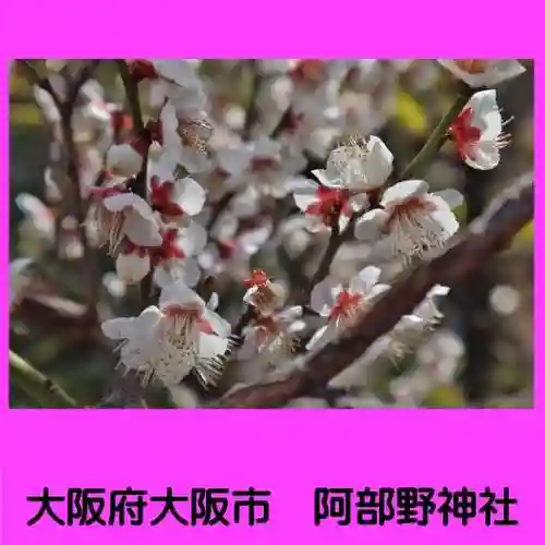 阿部野神社(大阪府)