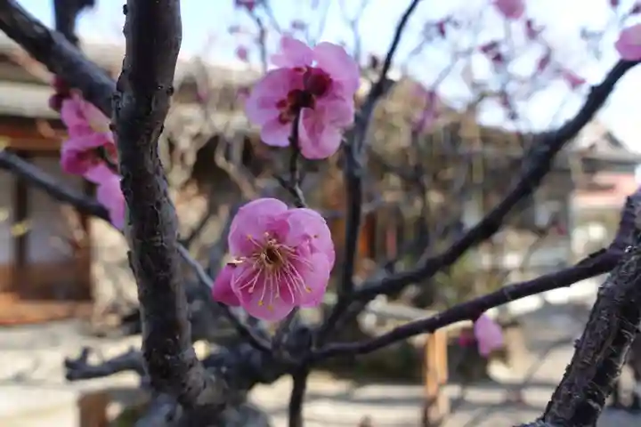 菅原天満宮(菅原神社)の自然
