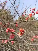 冠稲荷神社の自然