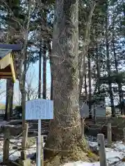 石鳥谷熊野神社の自然