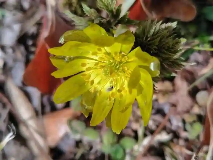 関場神社(福島県)