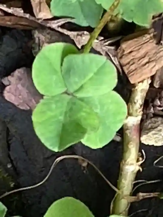 日光二荒山神社(栃木県)