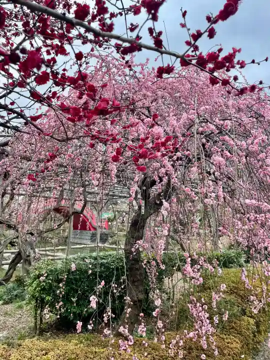 亀戸天神社の{uncategorized: "未分類", other: "その他", undefined: "問題あり", building: "その他建物", grave: "お墓", sacred_gate: "鳥居", guardian: "狛犬", statue: "像", buddha: "仏像", history: "歴史", nature: "自然", garden: "庭園", animal: "動物", pagoda: "塔", temizu: "手水舎", mountain_gate: "山門・神門", sanctuary: "本殿・本堂", subordinate: "末社・摂社", art: "芸術", scenery: "景色", jizo: "地蔵", ema: "絵馬", goshuin: "御朱印", omikuji: "おみくじ", items: "授与品その他", amulet: "お守り", goshuincho: "御朱印帳", eats: "食事", festival: "お祭り", votive_dance: "神楽", shichigosan: "七五三参", wedding: "結婚式", experience: "体験その他", initially: "初詣", around: "周辺", anti_infection: "感染症対策"}