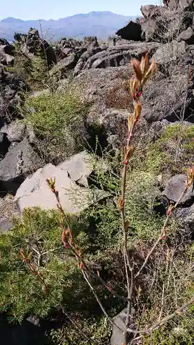 寛永寺別院浅間山観音堂の自然