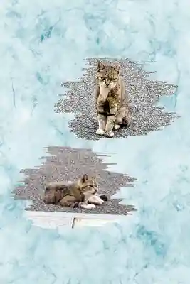 白金氷川神社の動物