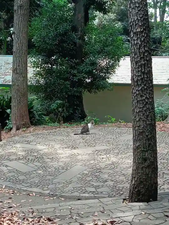 代々木八幡宮の動物