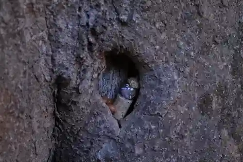 一言主神社の{uncategorized: "未分類", other: "その他", undefined: "問題あり", building: "その他建物", grave: "お墓", sacred_gate: "鳥居", guardian: "狛犬", statue: "像", buddha: "仏像", history: "歴史", nature: "自然", garden: "庭園", animal: "動物", pagoda: "塔", temizu: "手水舎", mountain_gate: "山門・神門", sanctuary: "本殿・本堂", subordinate: "末社・摂社", art: "芸術", scenery: "景色", jizo: "地蔵", ema: "絵馬", goshuin: "御朱印", omikuji: "おみくじ", items: "授与品その他", amulet: "お守り", goshuincho: "御朱印帳", eats: "食事", festival: "お祭り", votive_dance: "神楽", shichigosan: "七五三参", wedding: "結婚式", experience: "体験その他", initially: "初詣", around: "周辺", anti_infection: "感染症対策"}