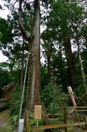 鹿島神宮の自然
