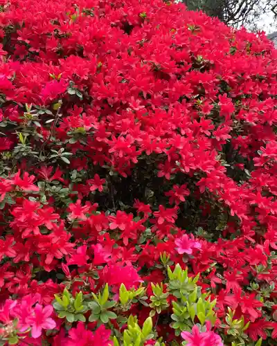 岩槻久伊豆神社(埼玉県)
