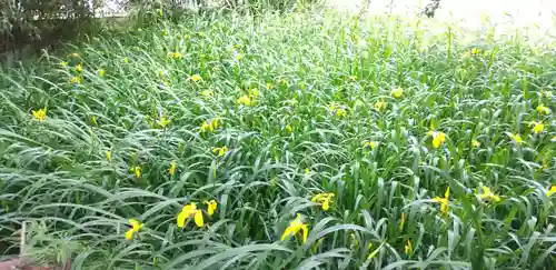 菊田神社の自然