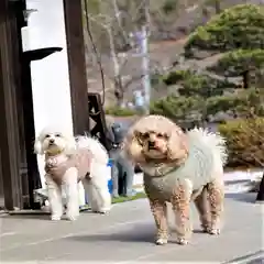 陽林寺の動物