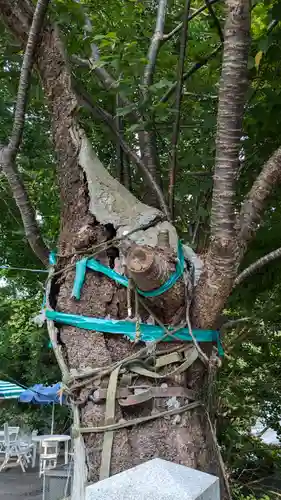 函館八幡宮の自然