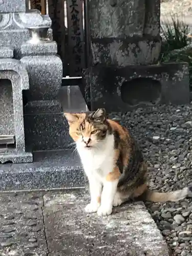 大久保山 自性院の動物