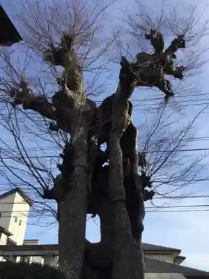 秋葉神社(東京都)