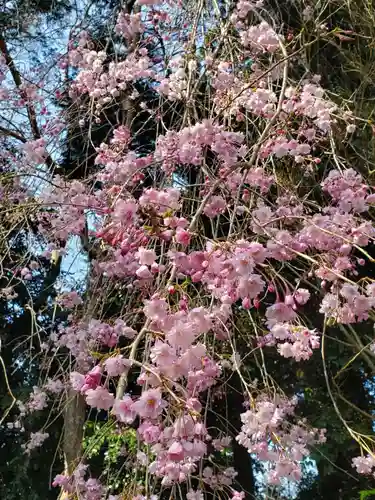 沙沙貴神社の自然