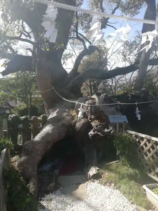 牛嶋天満宮の自然