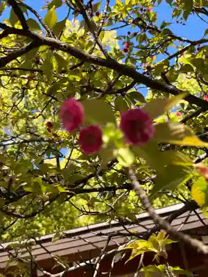平野神社(京都府)