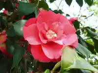 椿宮神明社(愛知県)