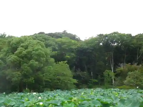 鶴岡八幡宮の庭園