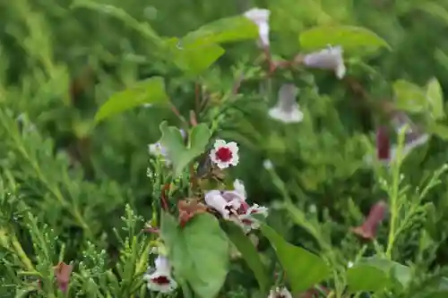 鹿島大神宮の自然
