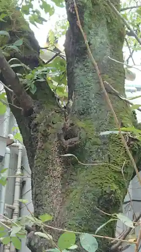 元三島神社の自然