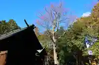 青柳神社の本殿・本堂