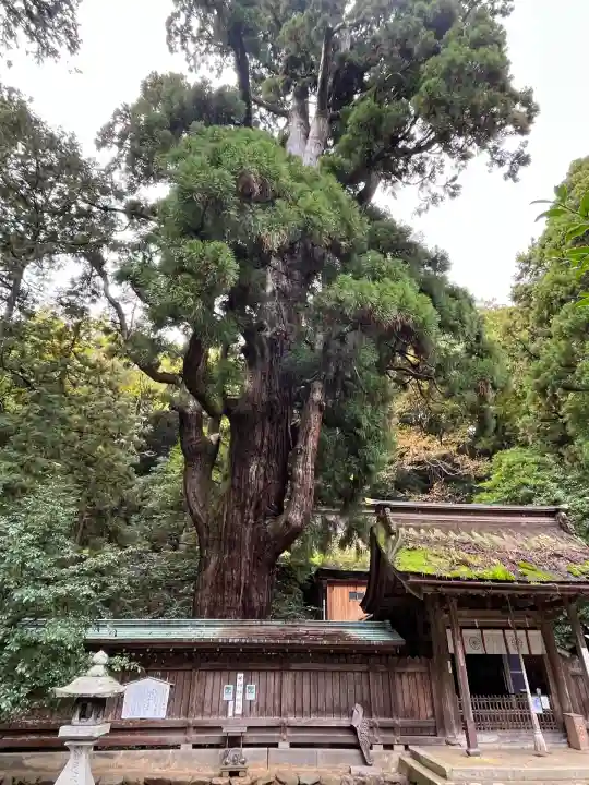 若狭姫神社(若狭彦神社下社)(福井県)