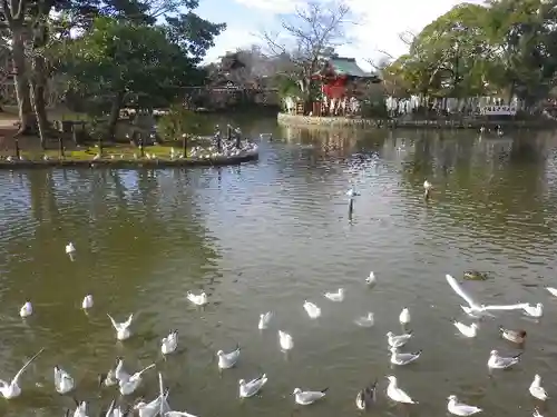 鶴岡八幡宮の庭園