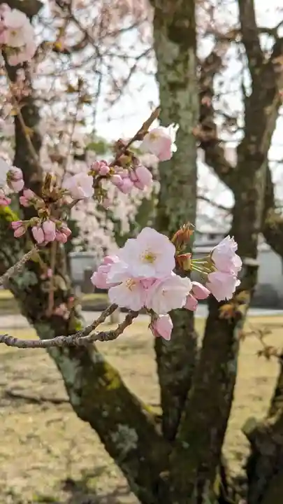 妙覺寺(妙覚寺)(京都府)