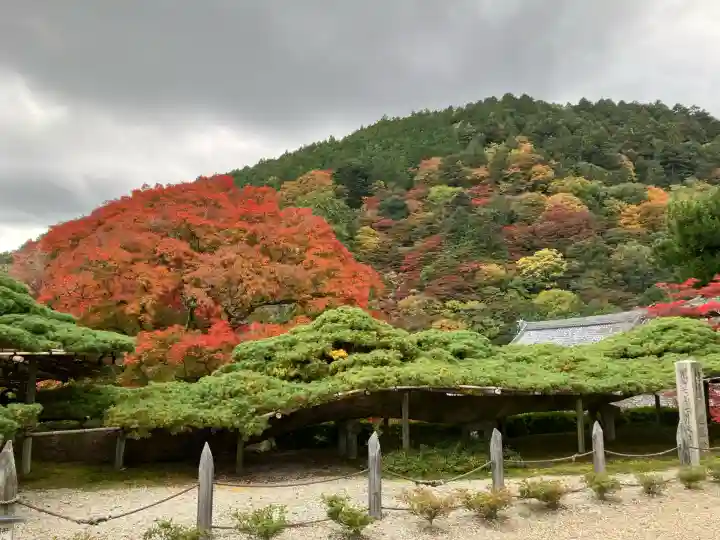 善峯寺(京都府)