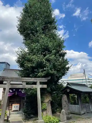 筑土八幡神社の鳥居