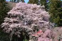 荒井馬頭観音堂の自然