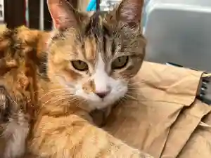 秩父札所十三番 慈眼寺の動物(2022年07月26日(火) 20時32分16秒投稿)