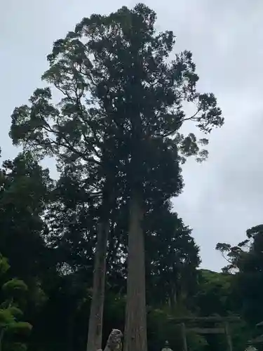 山宮神社の自然