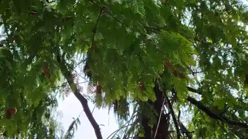 川口神社の自然