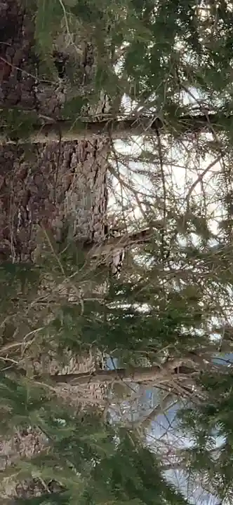 留辺蘂神社の動物