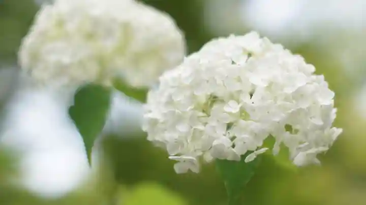 東福禅寺(東福寺)(京都府)