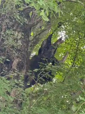 飛木稲荷神社(東京都)
